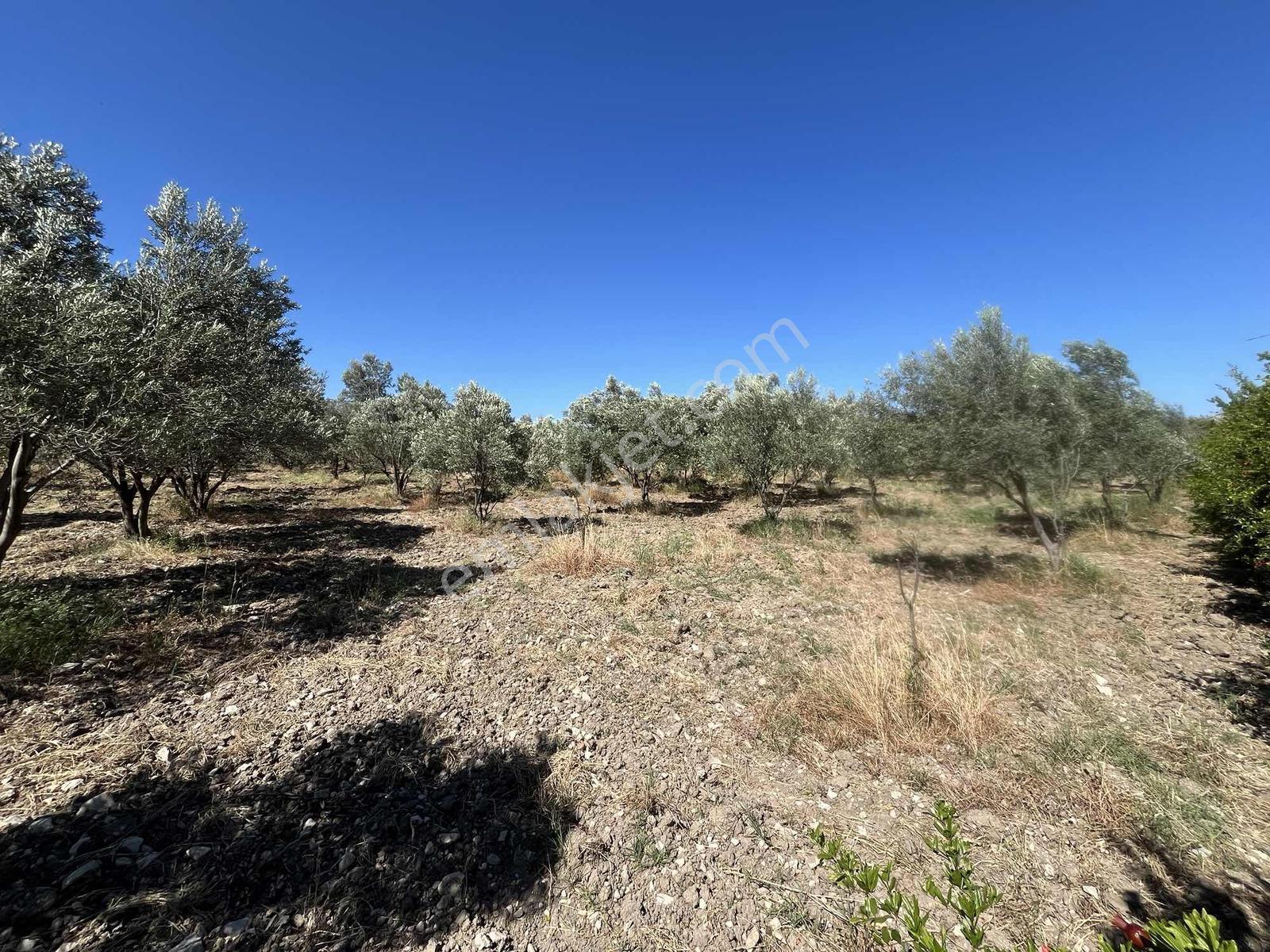 Dağlı Gayrimenkulden Yola Cepheli 9.636 M² Değerli Zeytinlik — fotoğraf 12
