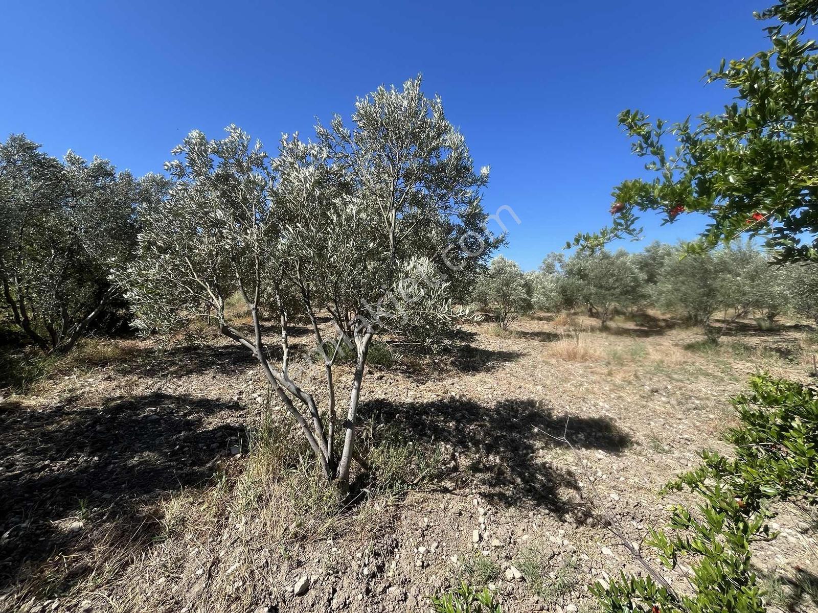 Dağlı Gayrimenkulden Yola Cepheli 9.636 M² Değerli Zeytinlik — fotoğraf 13