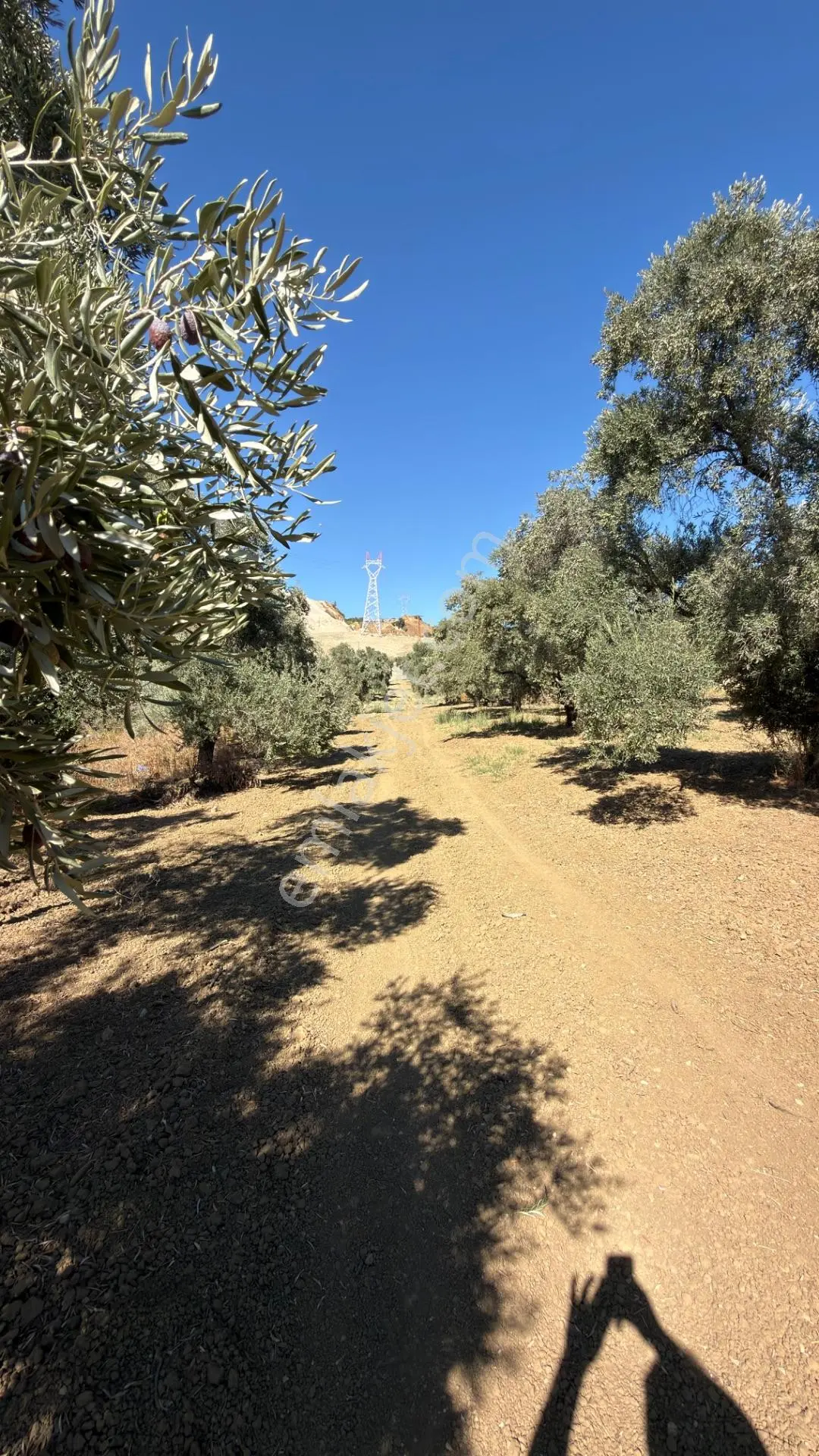 Aydın Germencik Bozköy Yolu Kenarı 25.765m2 Zeytin & İncirlik — fotoğraf 4
