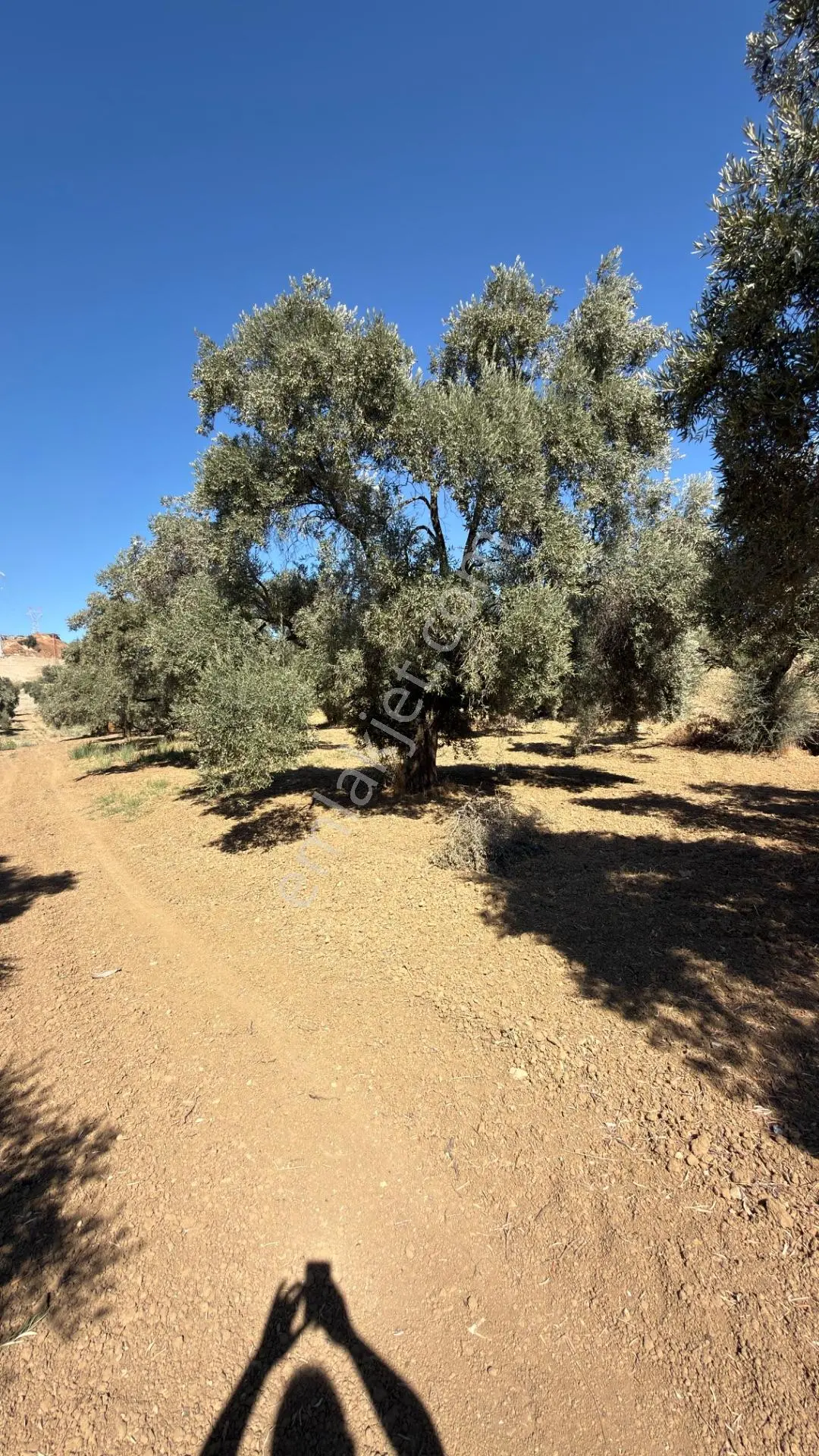 Aydın Germencik Bozköy Yolu Kenarı 25.765m2 Zeytin & İncirlik — fotoğraf 5