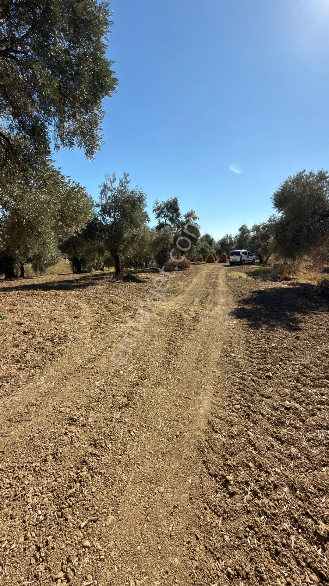 Aydın Germencik Bozköy Yolu Kenarı 25.765m2 Zeytin & İncirlik — fotoğraf 6