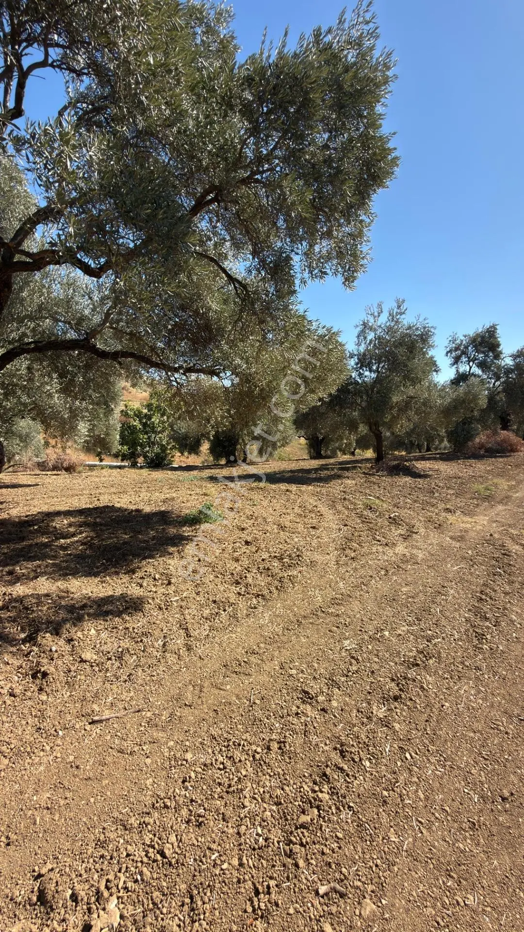 Aydın Germencik Bozköy Yolu Kenarı 25.765m2 Zeytin & İncirlik — fotoğraf 7