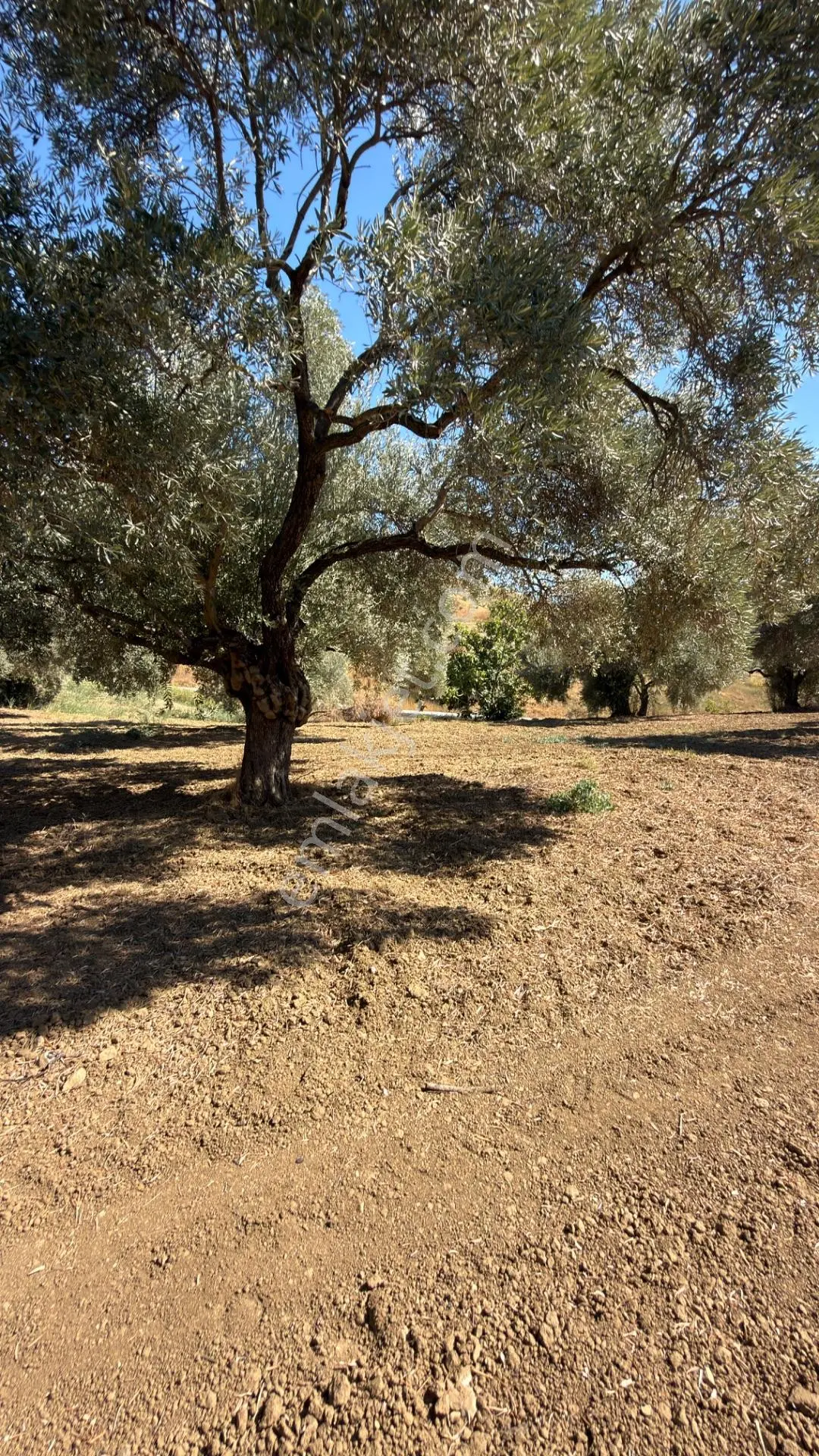 Aydın Germencik Bozköy Yolu Kenarı 25.765m2 Zeytin & İncirlik — fotoğraf 8