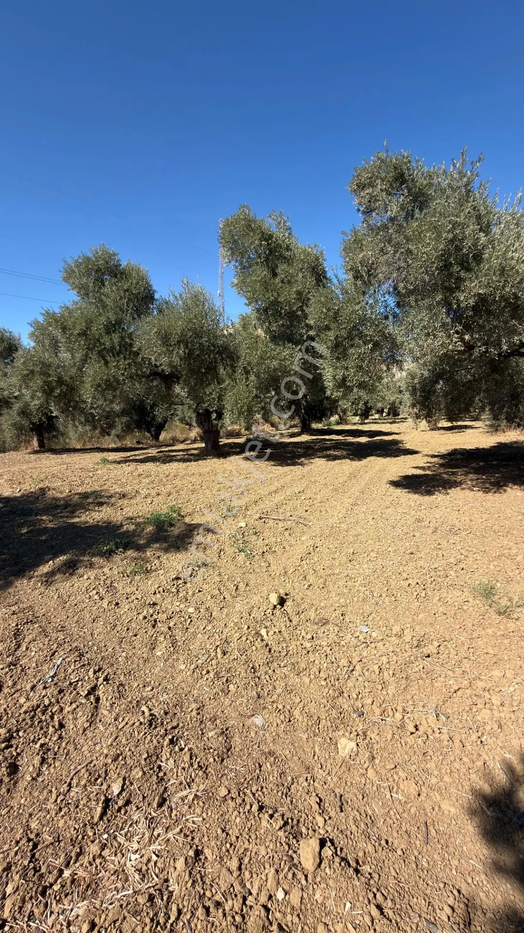 Aydın Germencik Bozköy Yolu Kenarı 25.765m2 Zeytin & İncirlik — fotoğraf 9