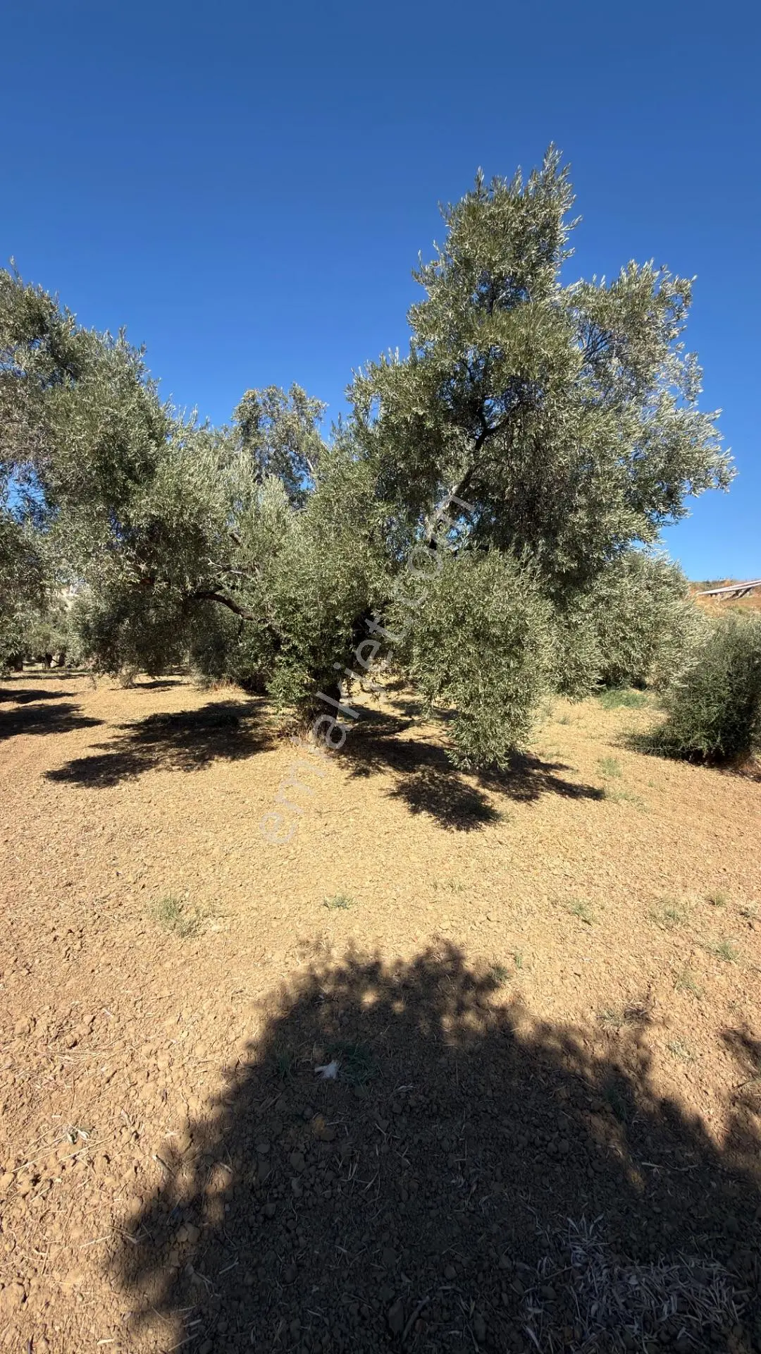 Aydın Germencik Bozköy Yolu Kenarı 25.765m2 Zeytin & İncirlik — fotoğraf 10