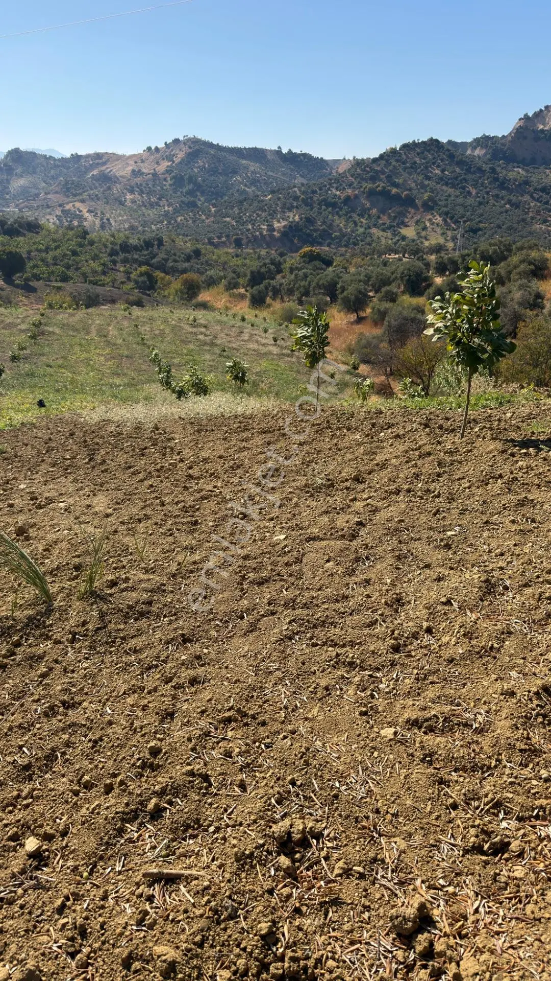 Aydın Germencik Bozköy Yolu Kenarı 25.765m2 Zeytin & İncirlik — fotoğraf 12