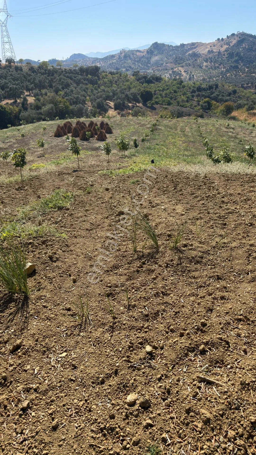 Aydın Germencik Bozköy Yolu Kenarı 25.765m2 Zeytin & İncirlik — fotoğraf 13