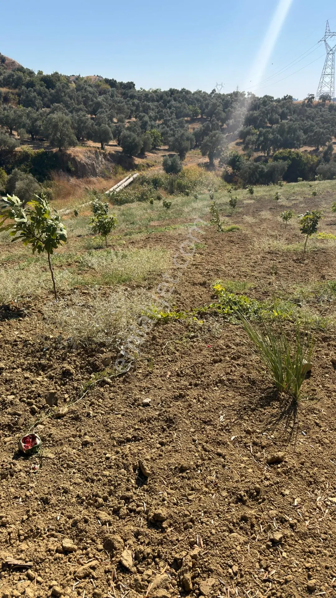Aydın Germencik Bozköy Yolu Kenarı 25.765m2 Zeytin & İncirlik — fotoğraf 14