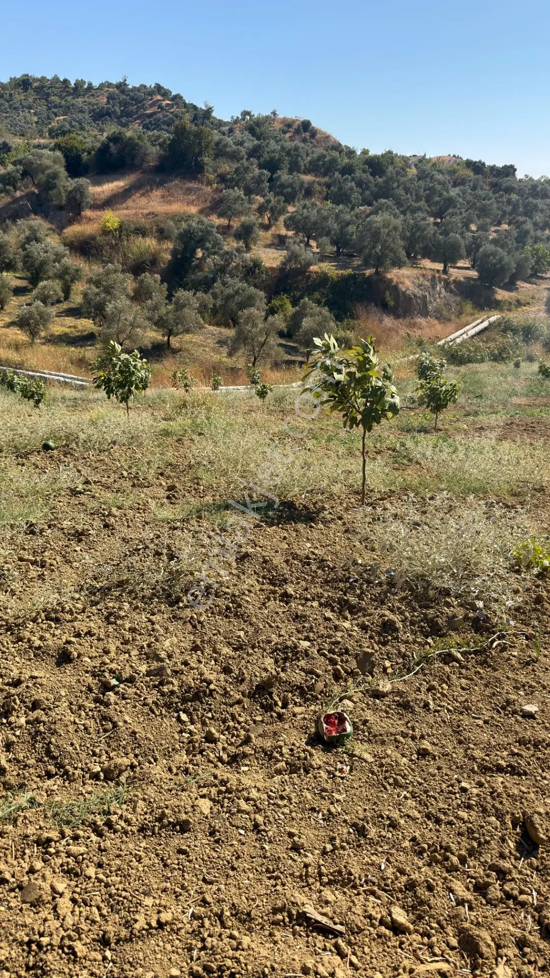 Aydın Germencik Bozköy Yolu Kenarı 25.765m2 Zeytin & İncirlik — fotoğraf 15