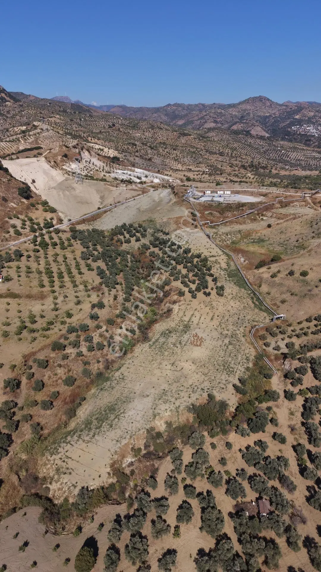 Aydın Germencik Bozköy Yolu Kenarı 25.765m2 Zeytin & İncirlik — fotoğraf 16
