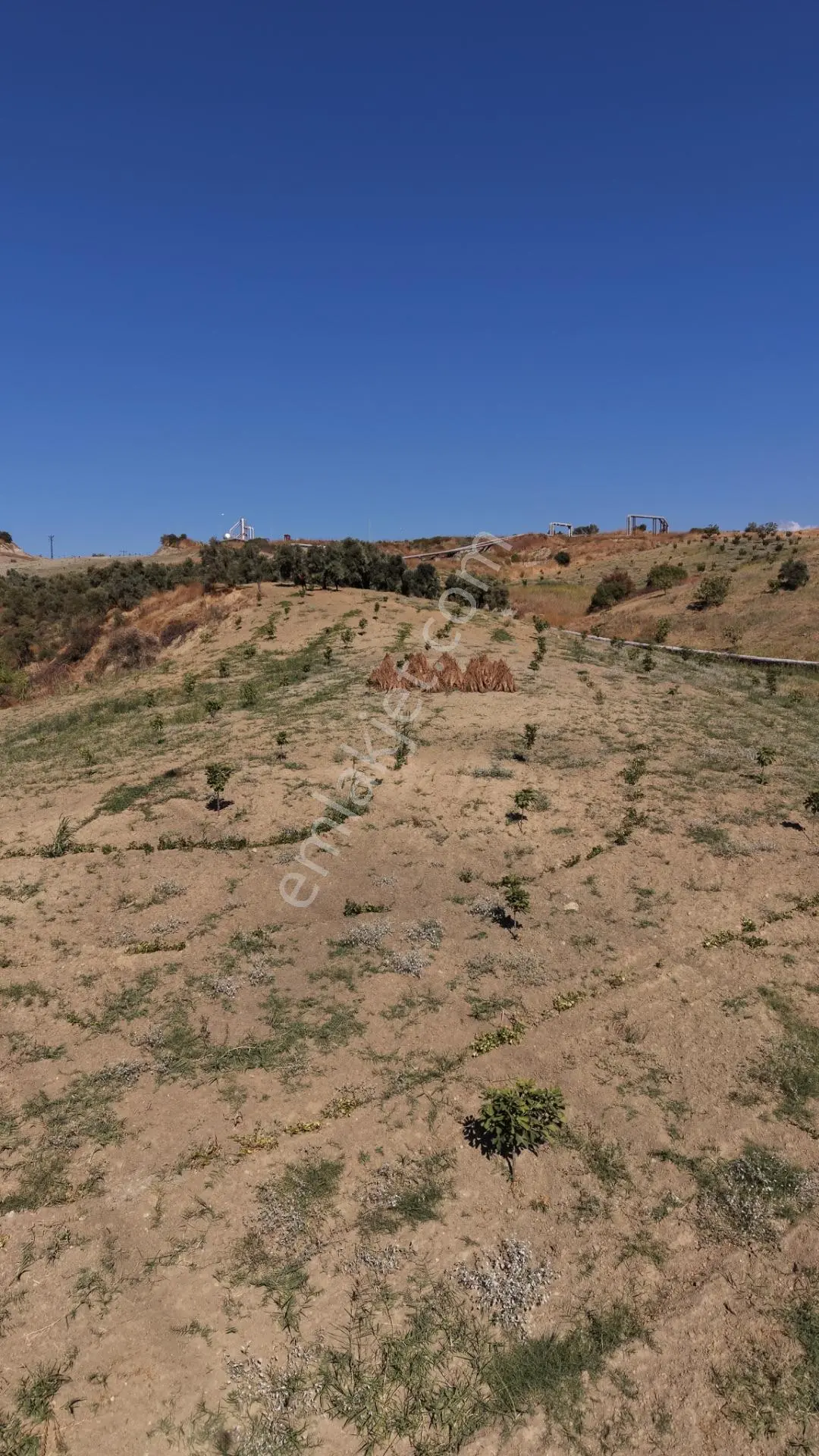Aydın Germencik Bozköy Yolu Kenarı 25.765m2 Zeytin & İncirlik — fotoğraf 17