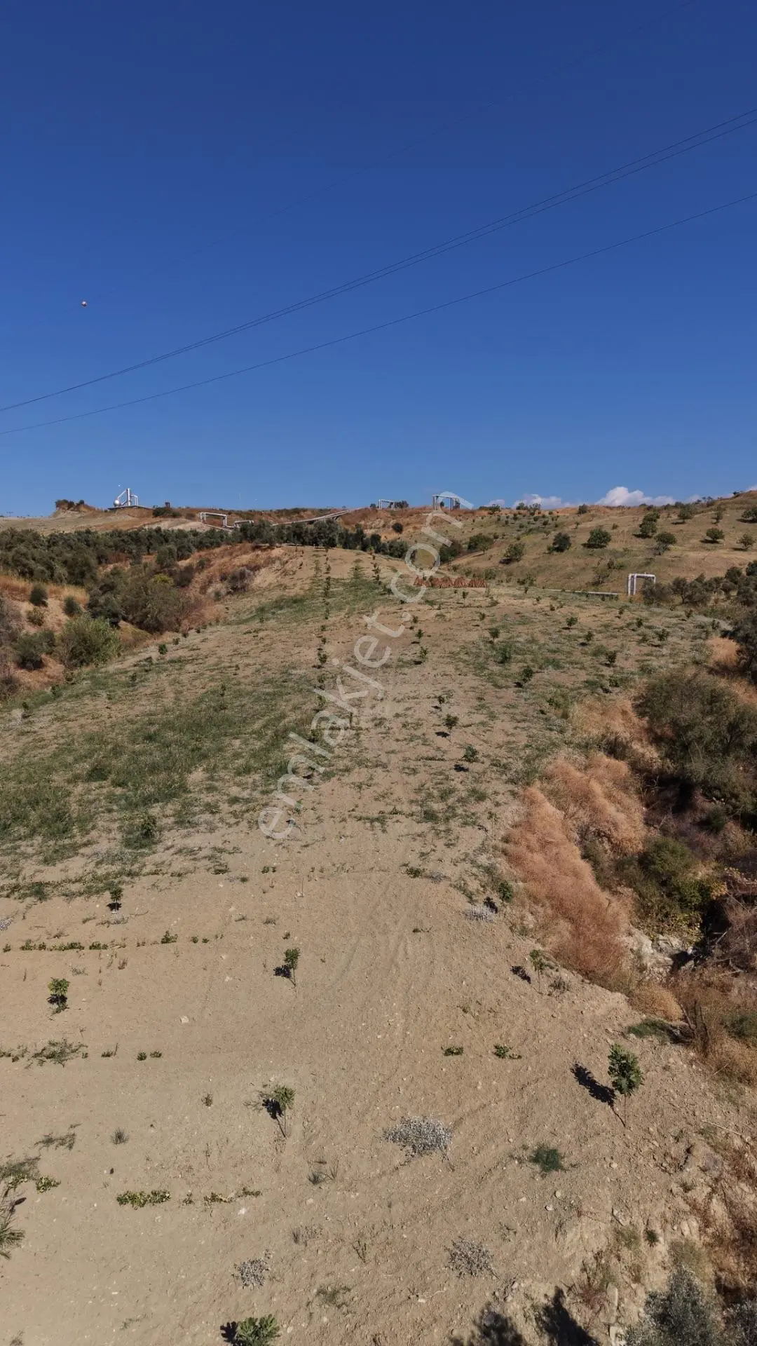 Aydın Germencik Bozköy Yolu Kenarı 25.765m2 Zeytin & İncirlik — fotoğraf 18