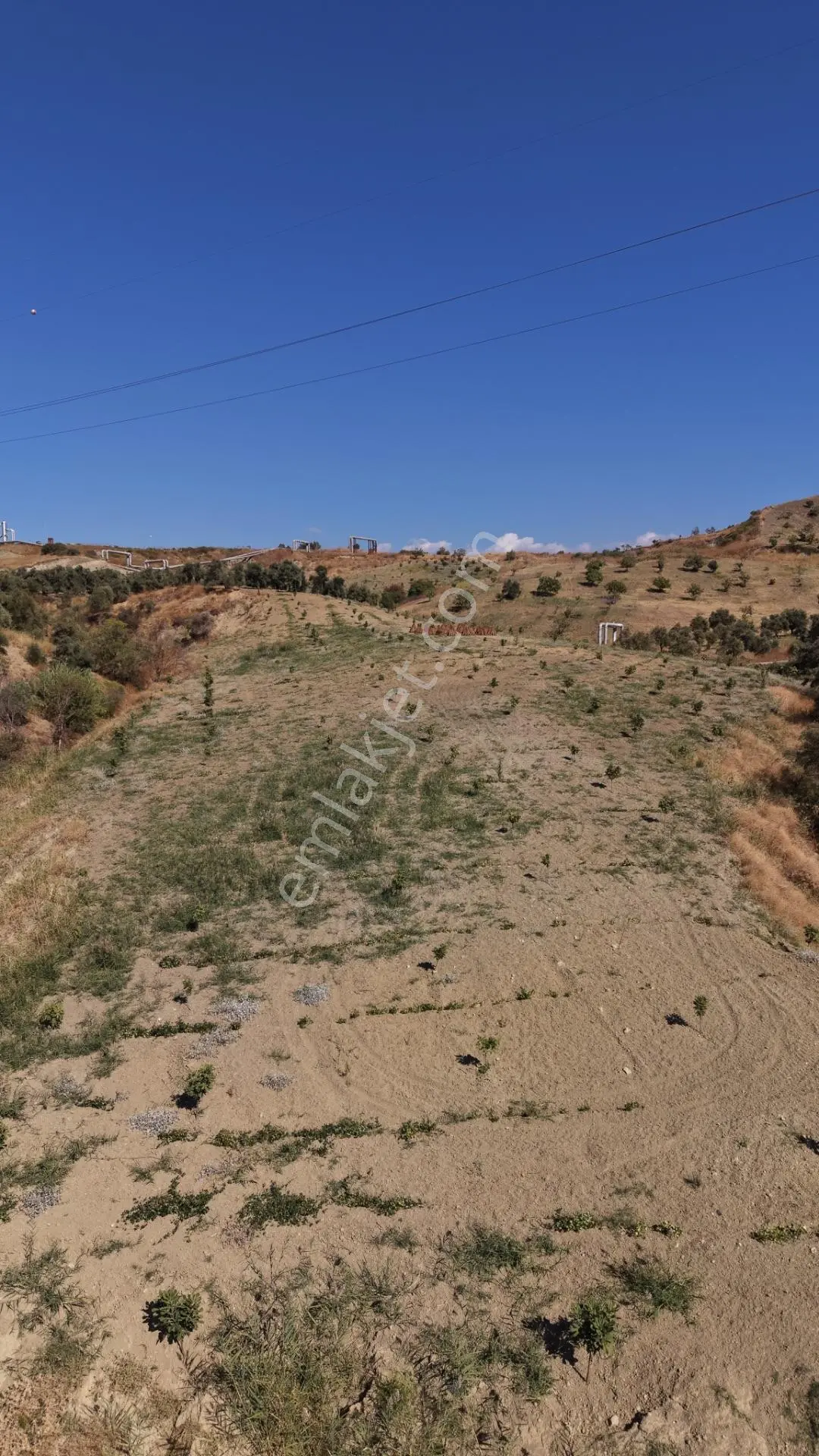 Aydın Germencik Bozköy Yolu Kenarı 25.765m2 Zeytin & İncirlik — fotoğraf 19