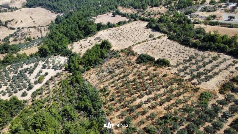 Ularca Köyüne 300M 21 Dönüm Zeytinlik