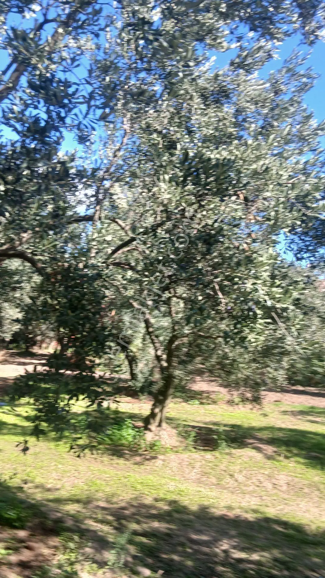 Erdek Yukarıyapıcı Da Satılık Dümdüz İçinde Zeytin Agaçları Olan Dutluk — fotoğraf 2