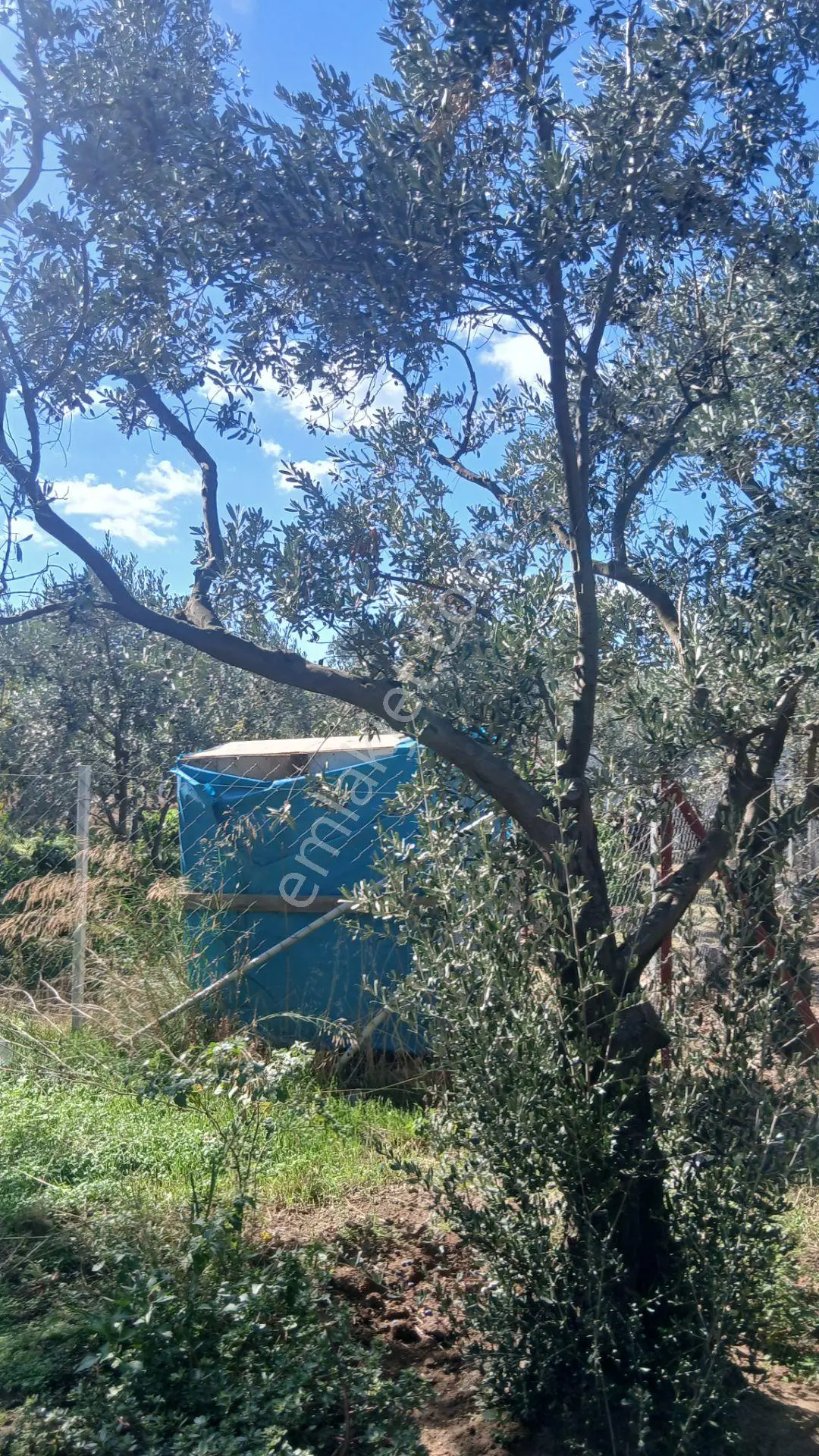 Erdek Yukarıyapıcı Da Satılık Dümdüz İçinde Zeytin Agaçları Olan Dutluk — fotoğraf 3