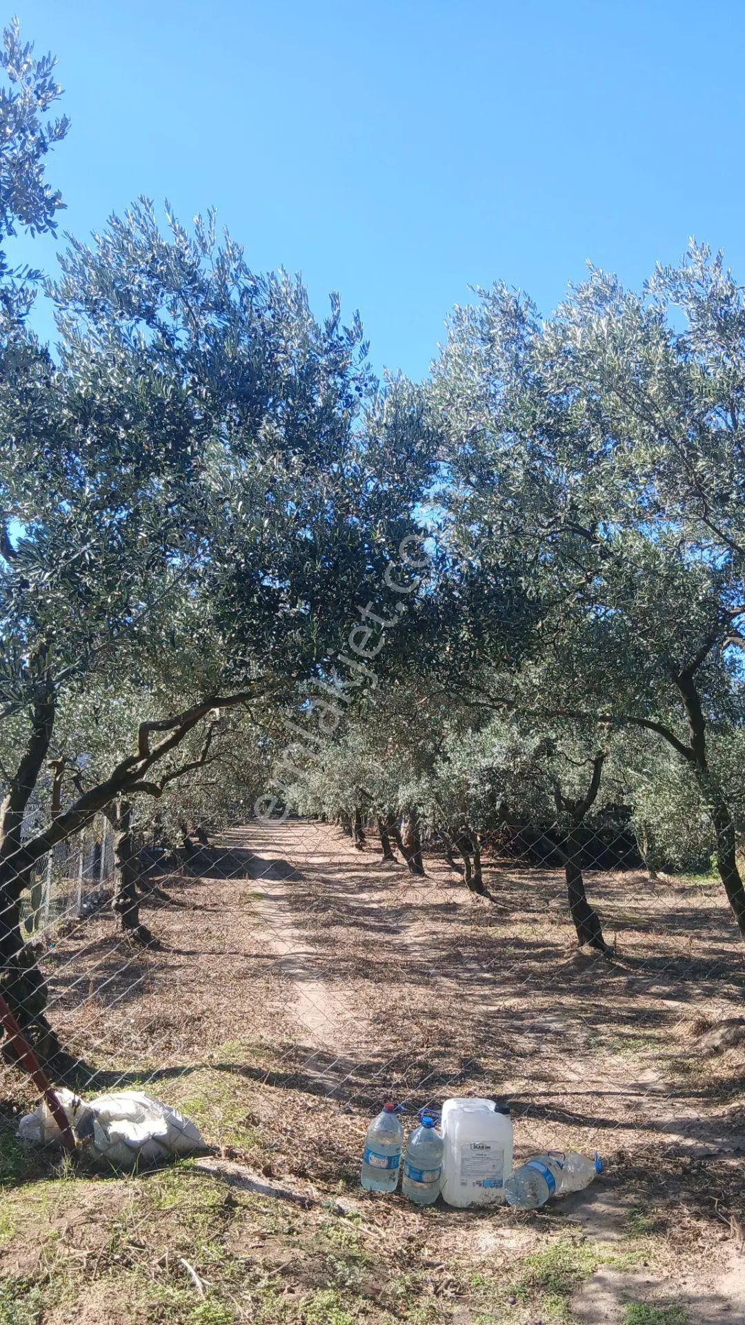 Erdek Yukarıyapıcı Da Satılık Dümdüz İçinde Zeytin Agaçları Olan Dutluk — fotoğraf 4