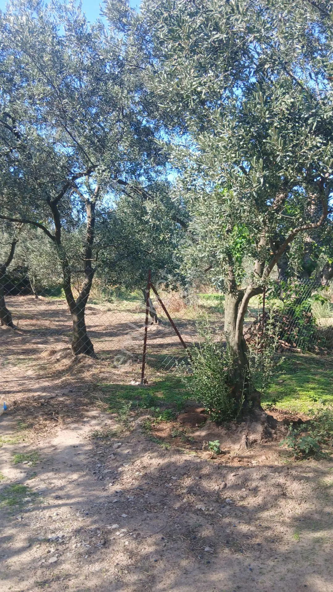 Erdek Yukarıyapıcı Da Satılık Dümdüz İçinde Zeytin Agaçları Olan Dutluk — fotoğraf 5
