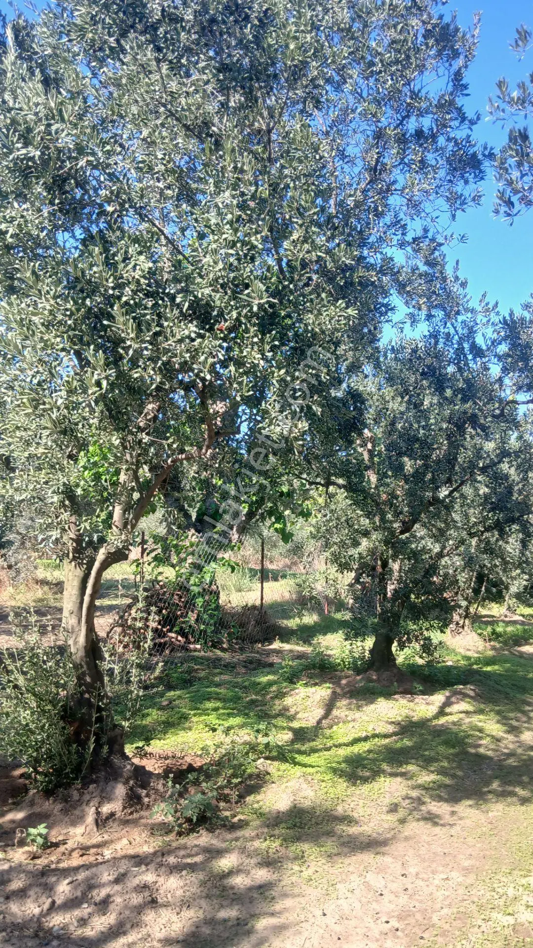 Erdek Yukarıyapıcı Da Satılık Dümdüz İçinde Zeytin Agaçları Olan Dutluk — fotoğraf 6