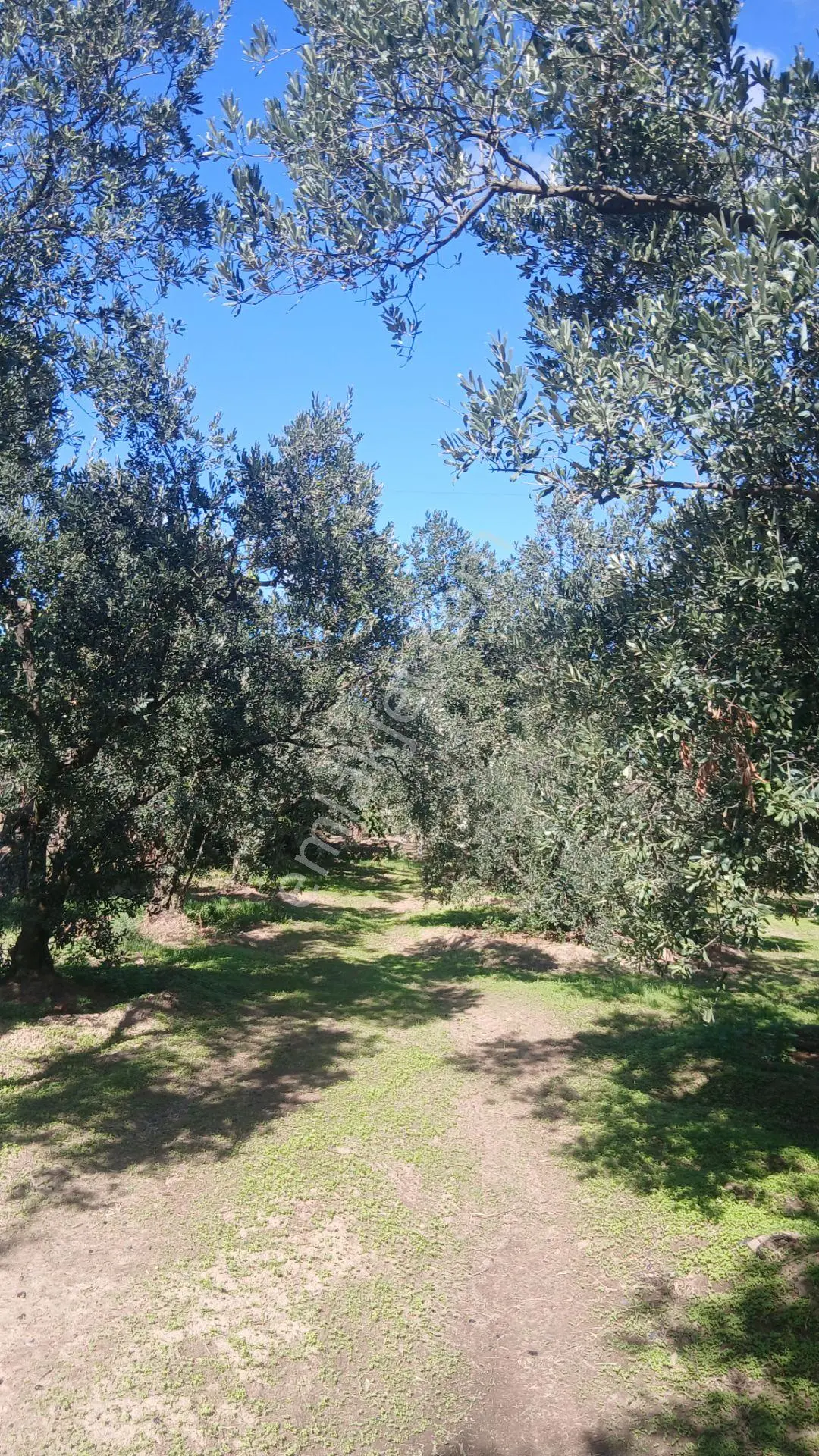 Erdek Yukarıyapıcı Da Satılık Dümdüz İçinde Zeytin Agaçları Olan Dutluk — fotoğraf 7