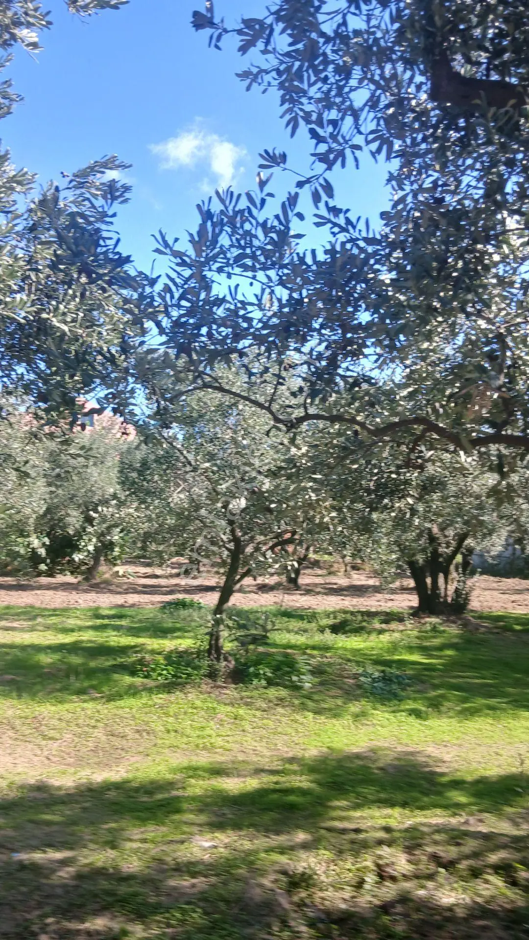 Erdek Yukarıyapıcı Da Satılık Dümdüz İçinde Zeytin Agaçları Olan Dutluk — fotoğraf 8