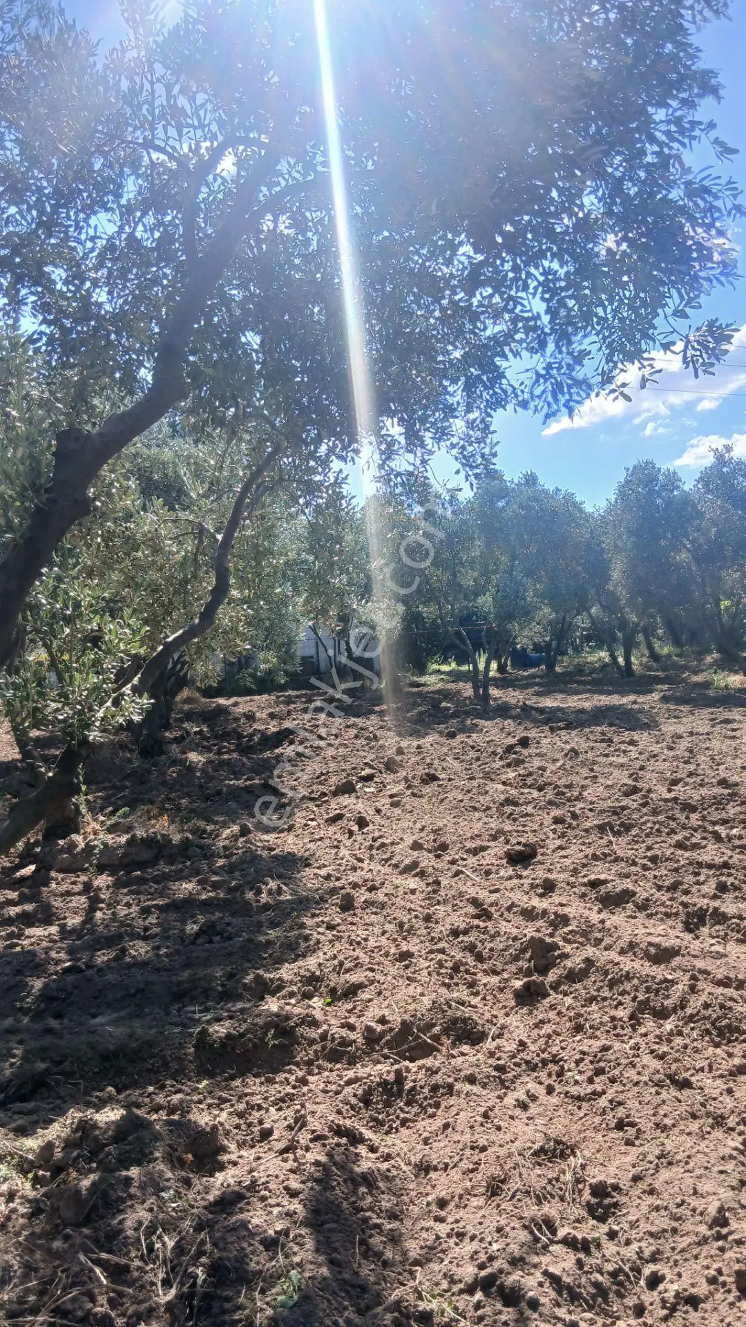 Erdek Yukarıyapıcı Da Satılık Dümdüz İçinde Zeytin Agaçları Olan Dutluk — fotoğraf 9