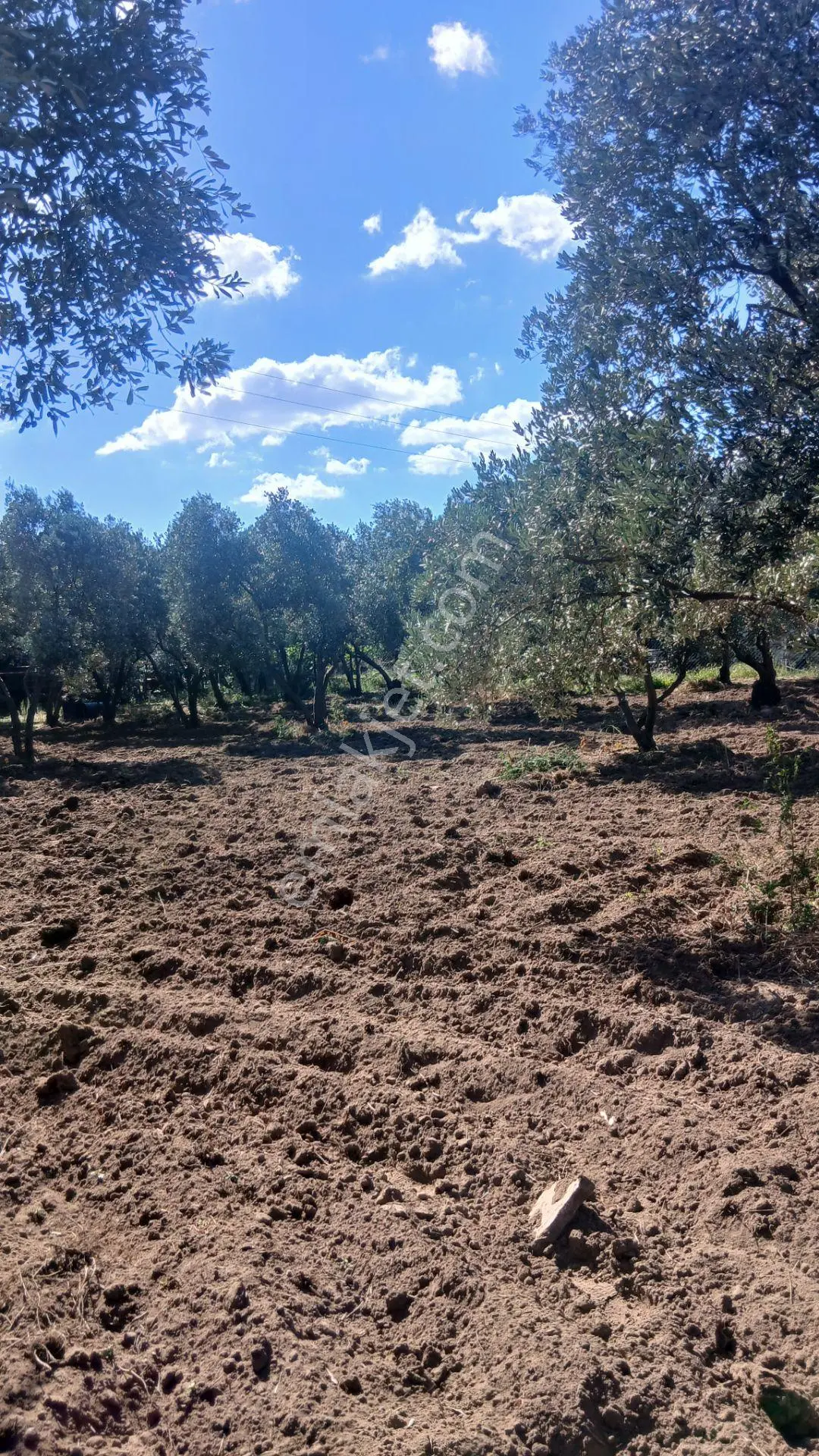 Erdek Yukarıyapıcı Da Satılık Dümdüz İçinde Zeytin Agaçları Olan Dutluk — fotoğraf 10