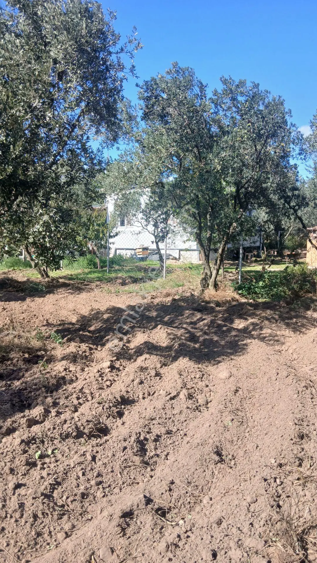 Erdek Yukarıyapıcı Da Satılık Dümdüz İçinde Zeytin Agaçları Olan Dutluk — fotoğraf 11