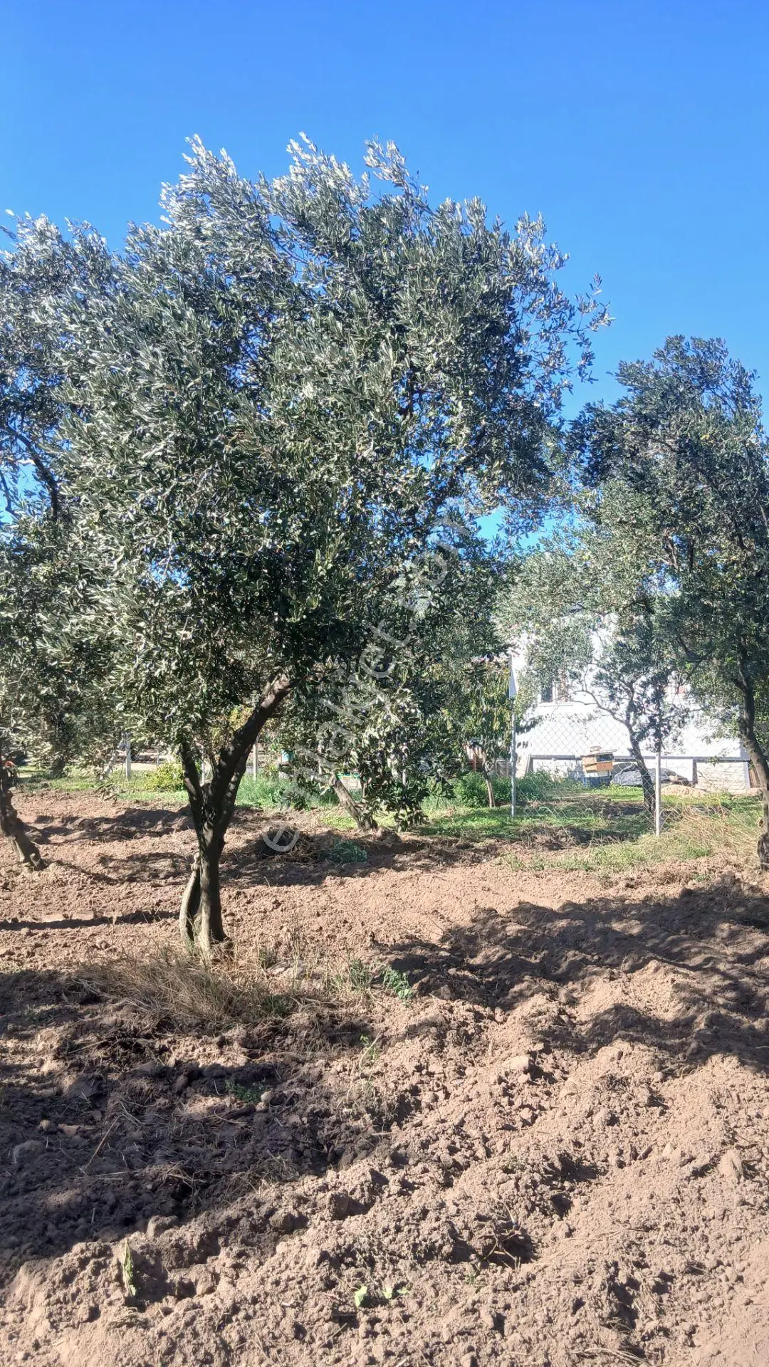 Erdek Yukarıyapıcı Da Satılık Dümdüz İçinde Zeytin Agaçları Olan Dutluk — fotoğraf 12