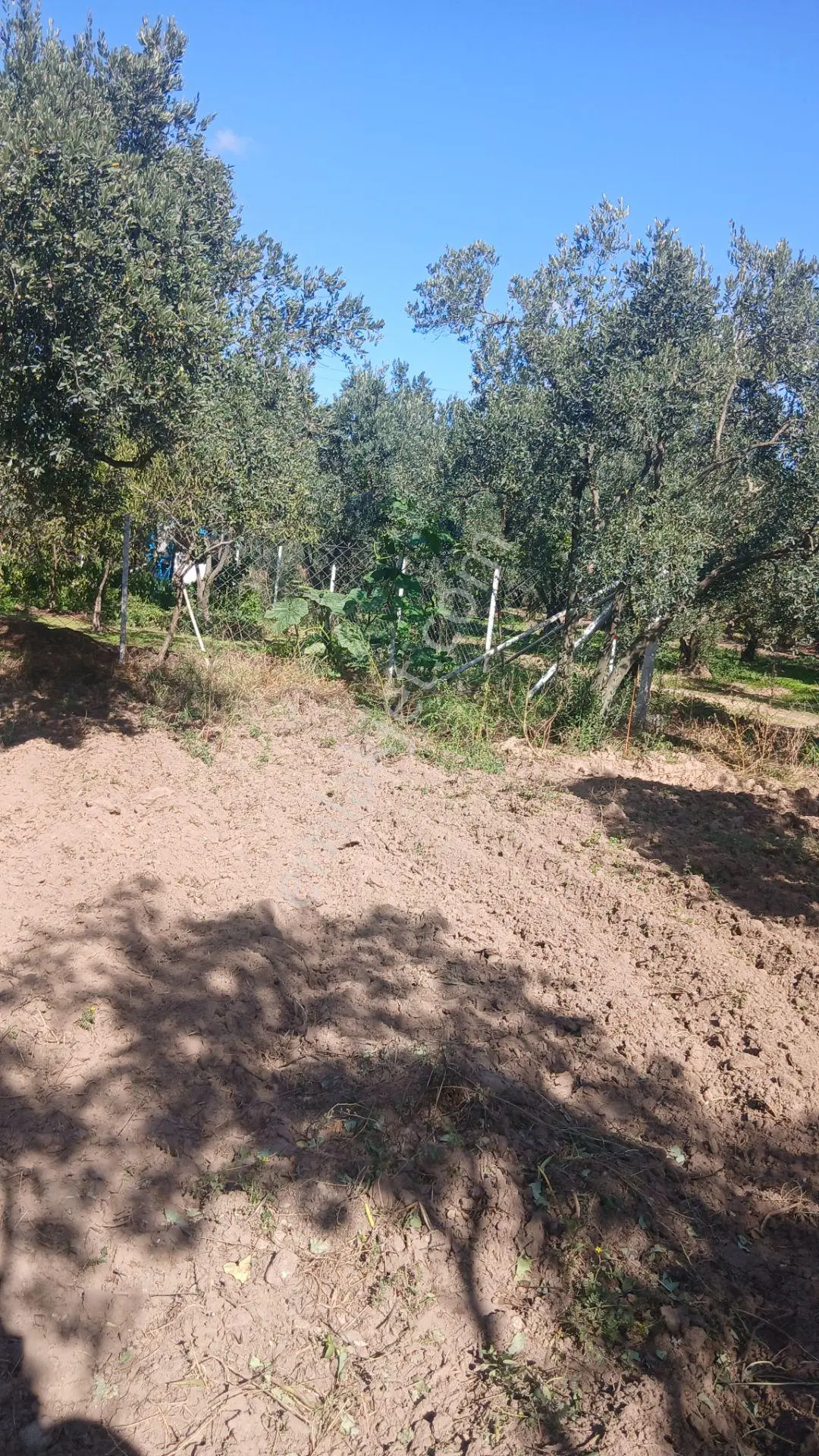 Erdek Yukarıyapıcı Da Satılık Dümdüz İçinde Zeytin Agaçları Olan Dutluk — fotoğraf 13