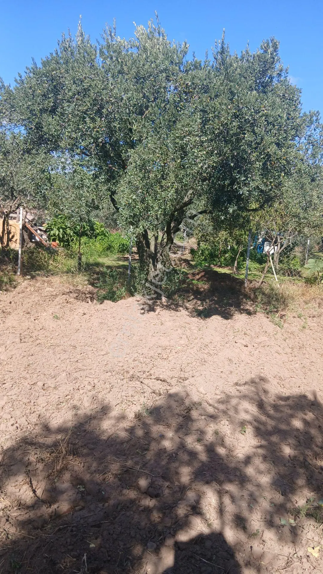 Erdek Yukarıyapıcı Da Satılık Dümdüz İçinde Zeytin Agaçları Olan Dutluk — fotoğraf 14