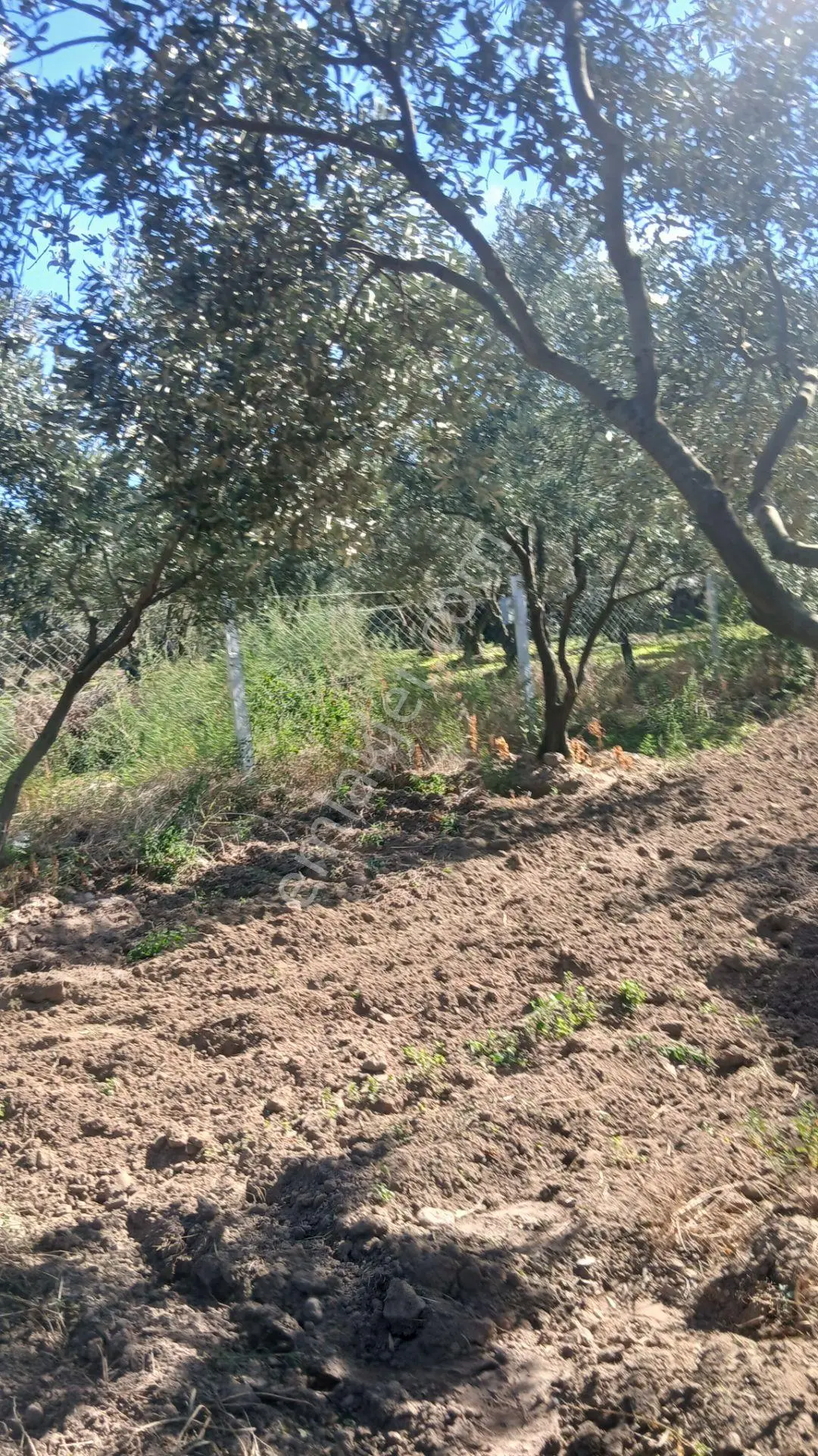 Erdek Yukarıyapıcı Da Satılık Dümdüz İçinde Zeytin Agaçları Olan Dutluk — fotoğraf 15