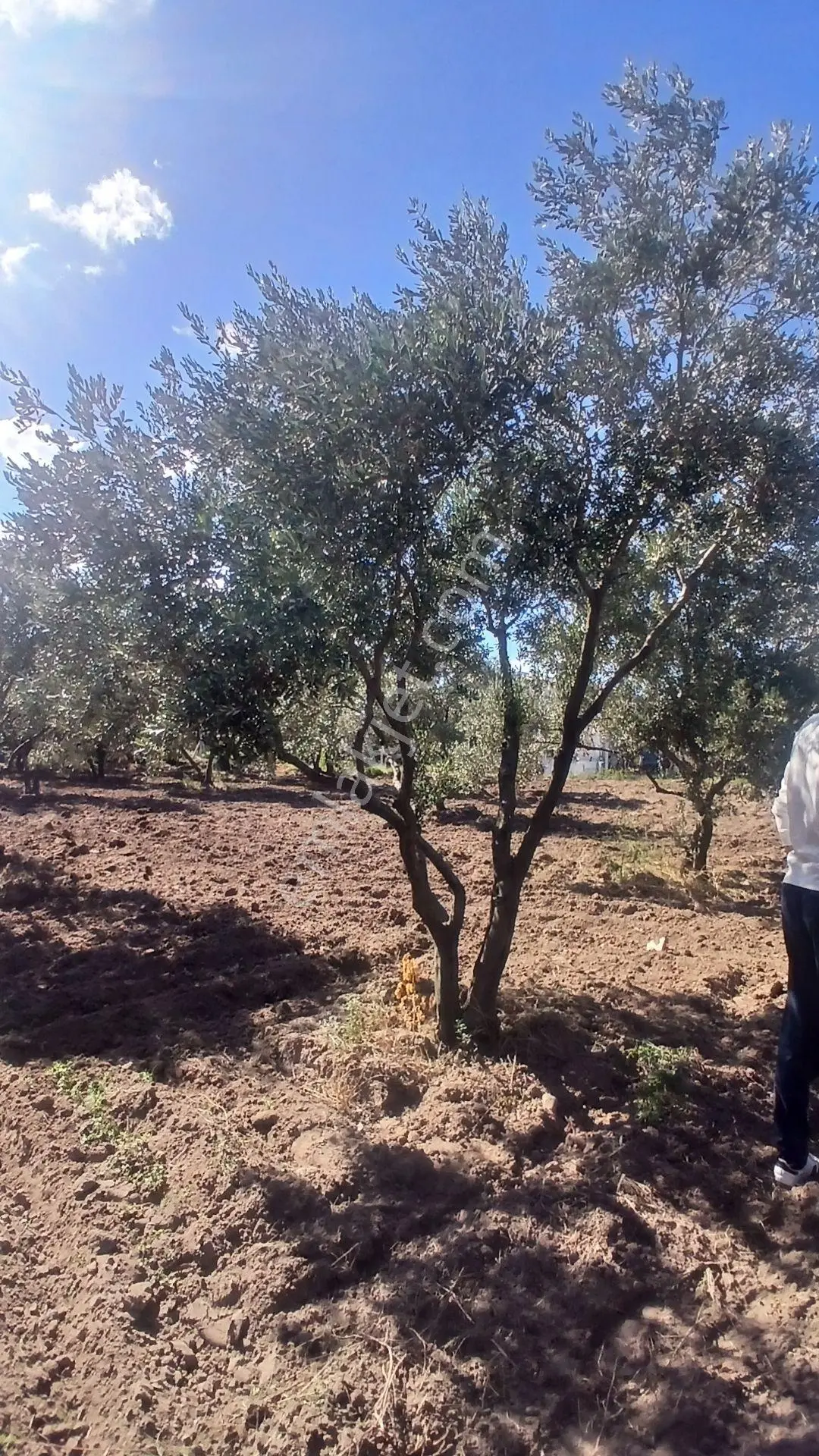 Erdek Yukarıyapıcı Da Satılık Dümdüz İçinde Zeytin Agaçları Olan Dutluk — fotoğraf 16