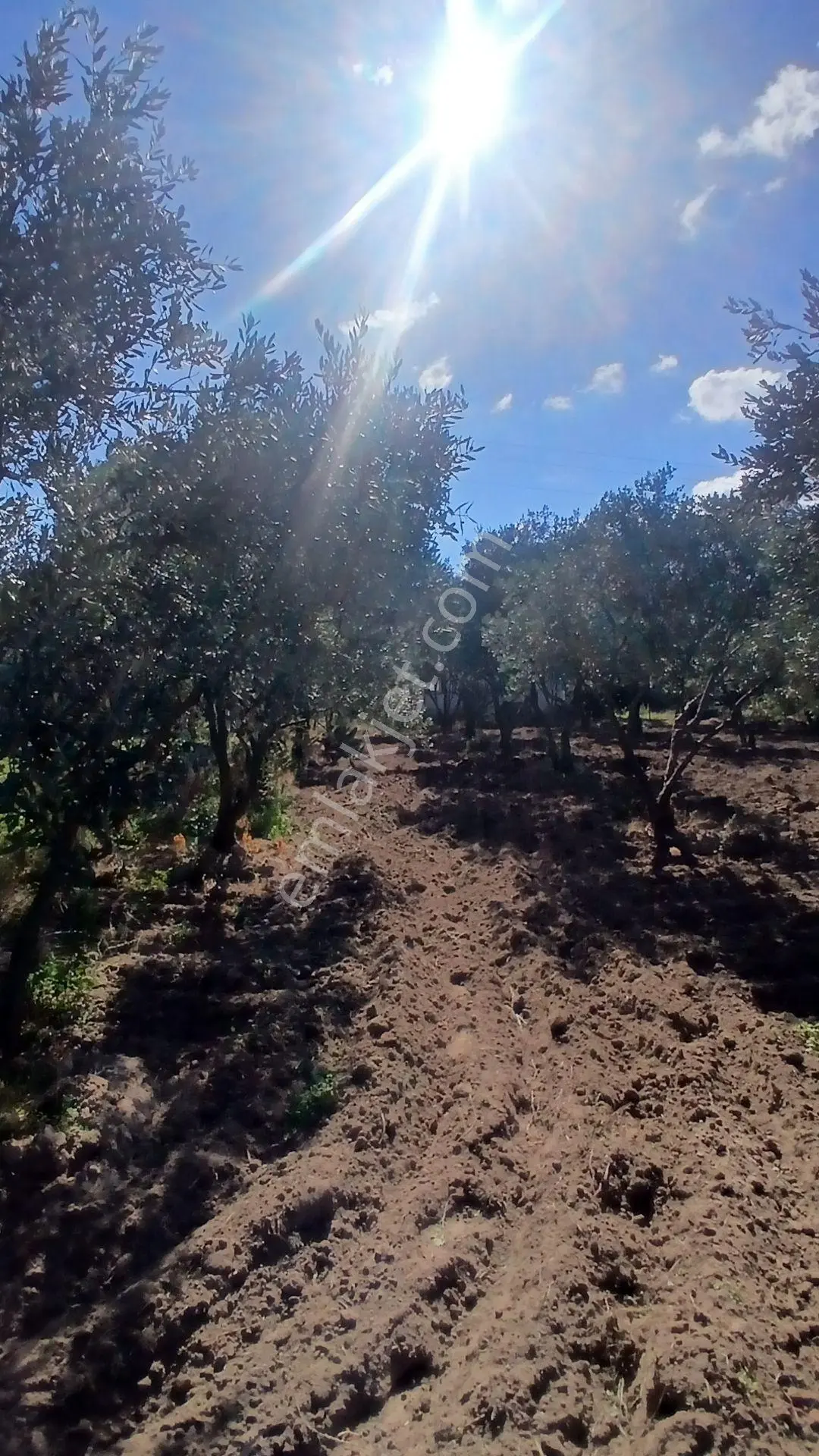 Erdek Yukarıyapıcı Da Satılık Dümdüz İçinde Zeytin Agaçları Olan Dutluk — fotoğraf 17