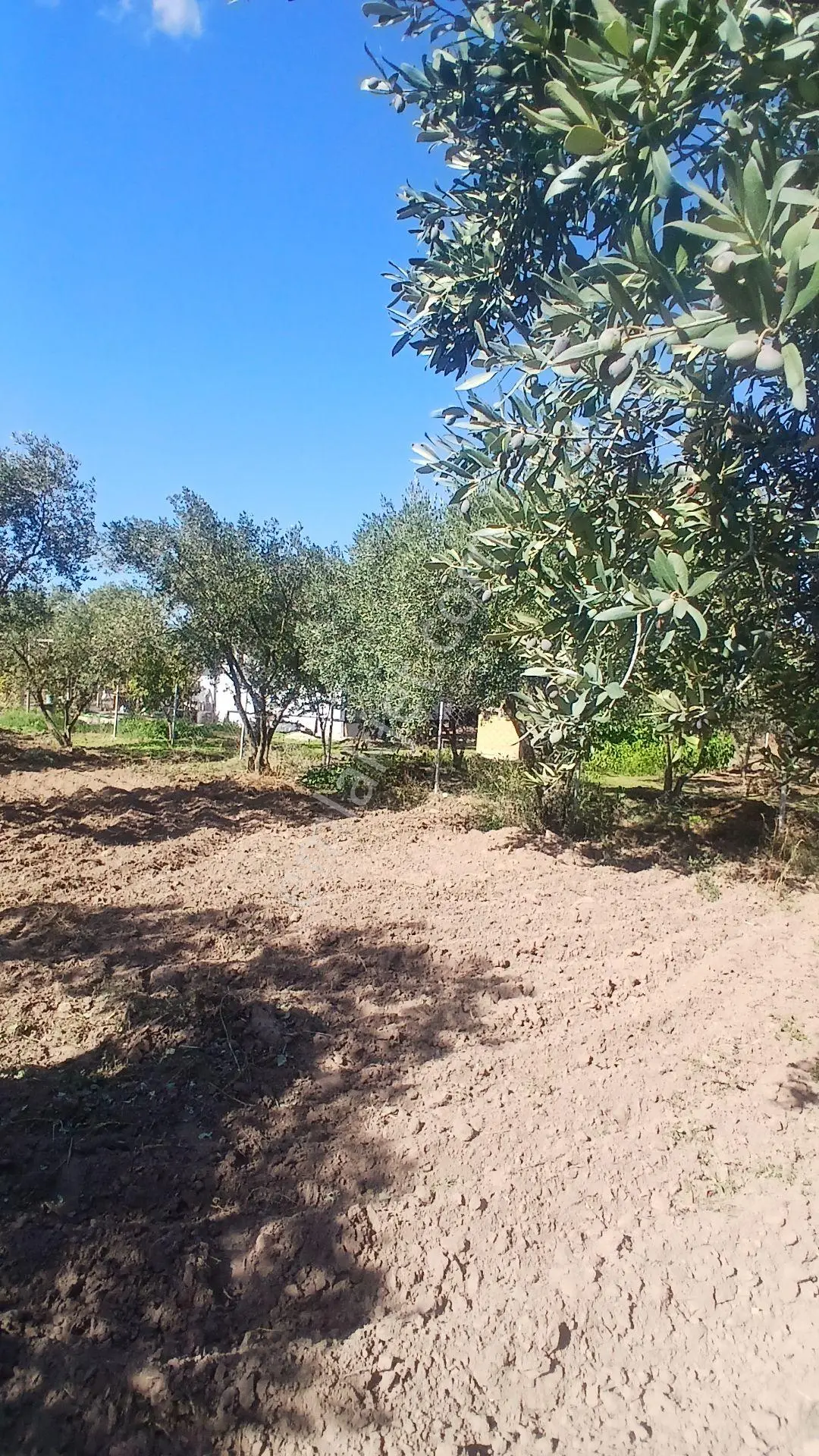 Erdek Yukarıyapıcı Da Satılık Dümdüz İçinde Zeytin Agaçları Olan Dutluk — fotoğraf 18