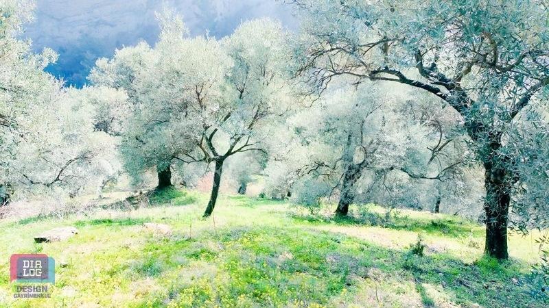 Aydın Köşk Başçayırda Satılık, Verimli Zeytinlik