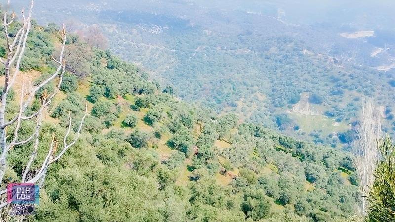 Aydın Köşk Başçayırda Satılık, Verimli Zeytinlik — fotoğraf 2
