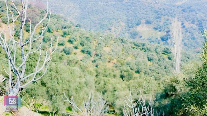 Aydın Köşk Başçayırda Satılık, Verimli Zeytinlik — fotoğraf 3