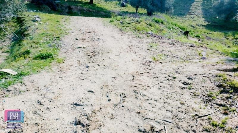 Aydın Köşk Başçayırda Satılık, Verimli Zeytinlik — fotoğraf 4