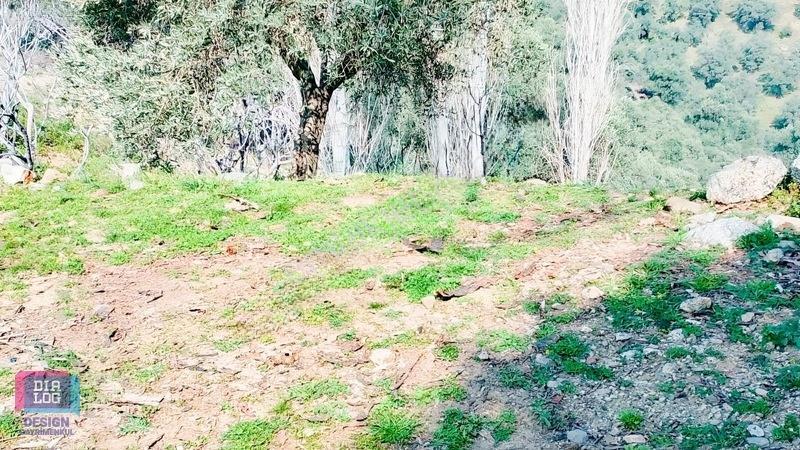 Aydın Köşk Başçayırda Satılık, Verimli Zeytinlik — fotoğraf 5