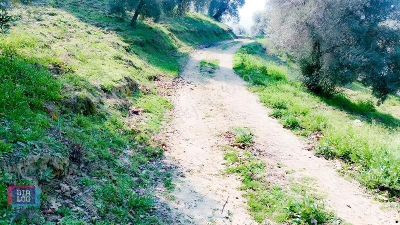 Aydın Köşk Başçayırda Satılık, Verimli Zeytinlik — fotoğraf 7