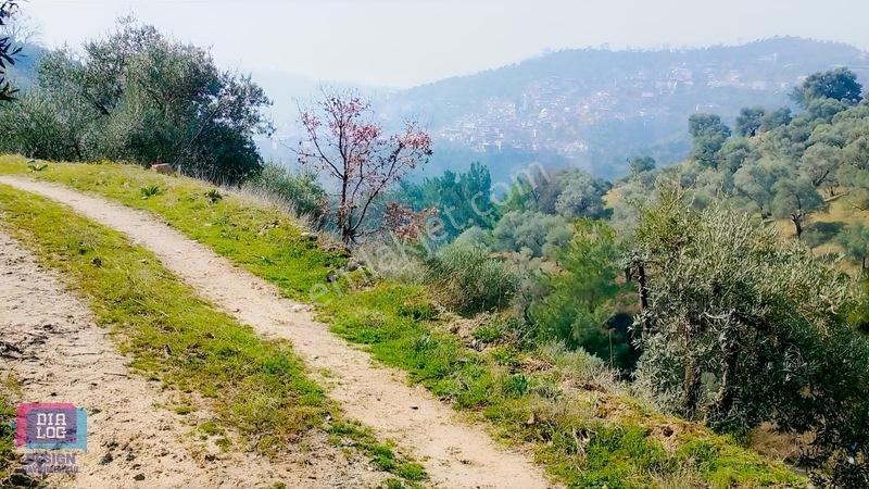 Aydın Köşk Başçayırda Satılık, Verimli Zeytinlik — fotoğraf 9