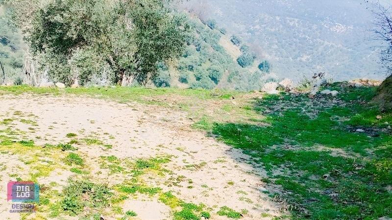 Aydın Köşk Başçayırda Satılık, Verimli Zeytinlik — fotoğraf 10