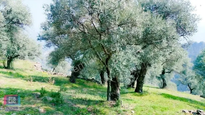 Aydın Köşk Başçayırda Satılık, Verimli Zeytinlik — fotoğraf 11