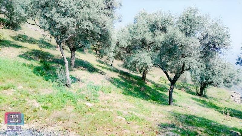 Aydın Köşk Başçayırda Satılık, Verimli Zeytinlik — fotoğraf 12