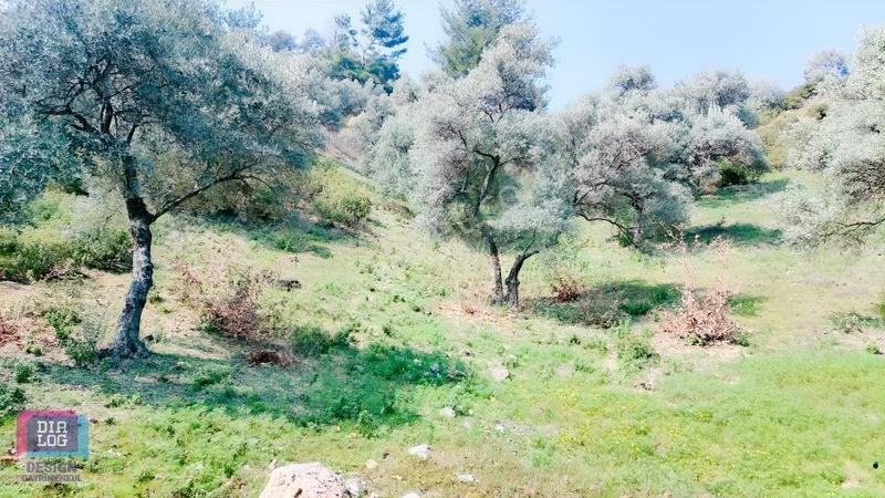 Aydın Köşk Başçayırda Satılık, Verimli Zeytinlik — fotoğraf 14