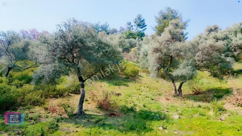 Aydın Köşk Başçayırda Satılık, Verimli Zeytinlik — fotoğraf 16