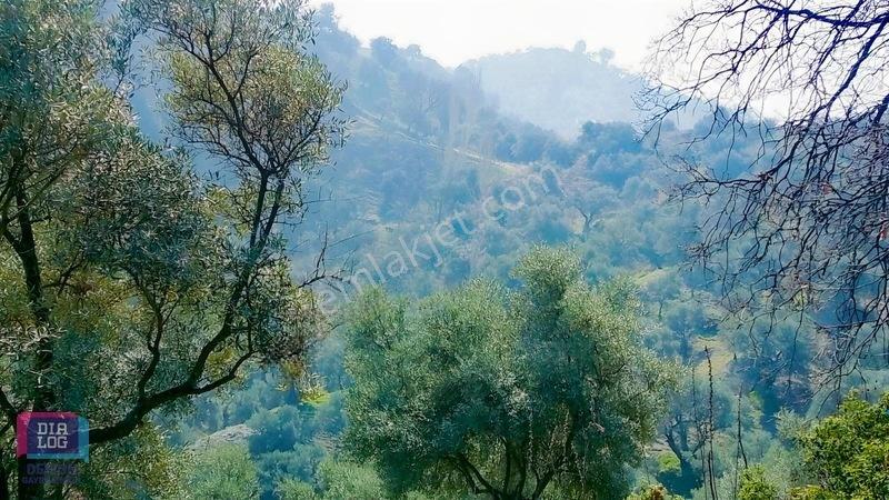 Aydın Köşk Başçayırda Satılık, Verimli Zeytinlik — fotoğraf 17