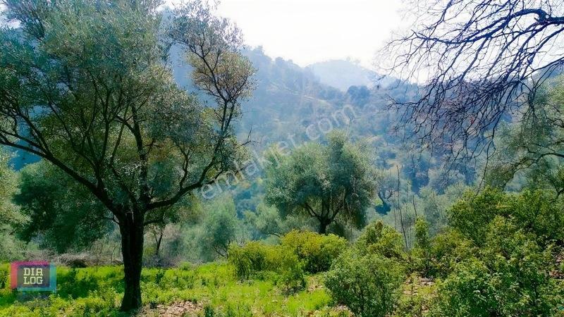Aydın Köşk Başçayırda Satılık, Verimli Zeytinlik — fotoğraf 19