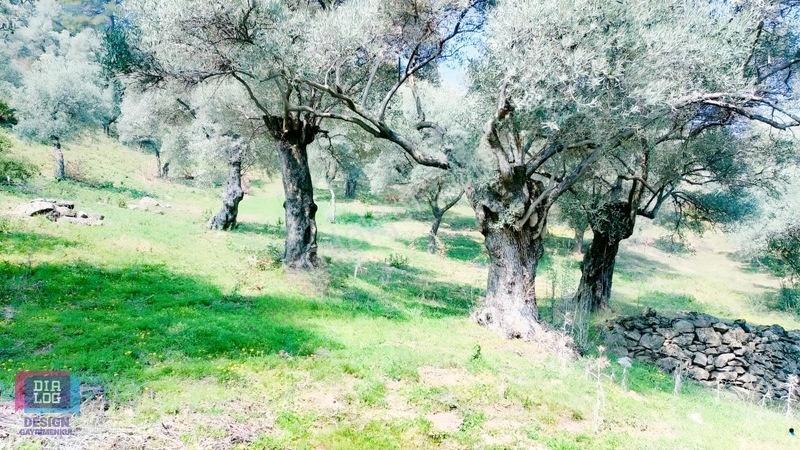 Aydın Köşk Başçayırda Satılık, Verimli Zeytinlik — fotoğraf 21